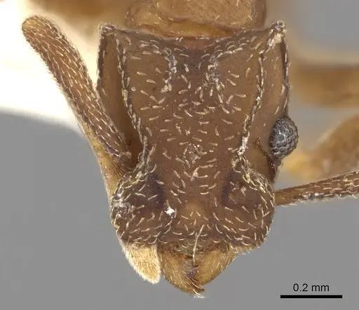 Cyphomyrmex bicarinatus specimen CASENT0901672 image casent0901672_2