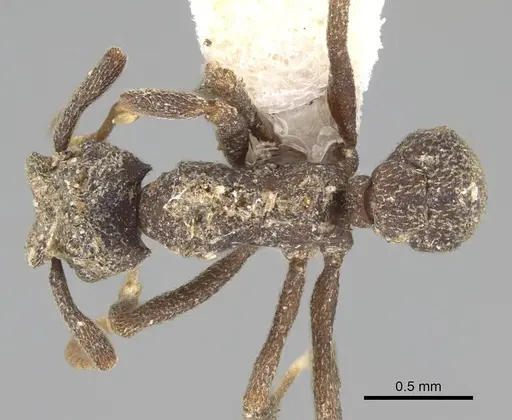 Cyphomyrmex bicarinatus specimen CASENT0922137 image casent0922137_1