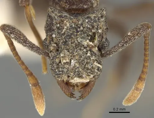 Cyphomyrmex bicarinatus specimen CASENT0922137 image casent0922137_3