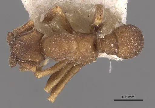 Cyphomyrmex bicornis specimen CASENT0909373 image casent0909373_1