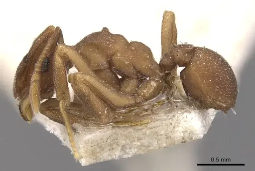 Cyphomyrmex bicornis specimen CASENT0909373 image casent0909373_3