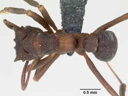 Cyphomyrmex cornutus specimen CASENT0052778 image casent0052778_1