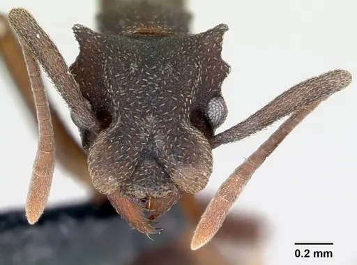 Cyphomyrmex cornutus specimen CASENT0052778 image casent0052778_2