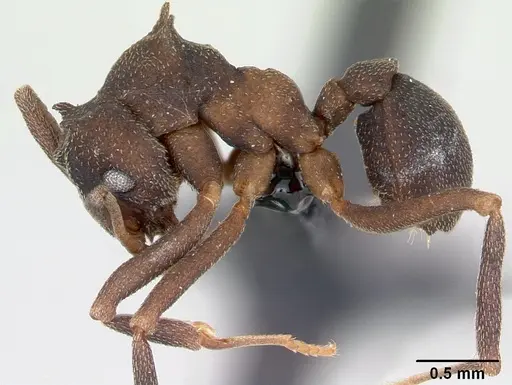 Cyphomyrmex cornutus specimen CASENT0052778 image casent0052778_3