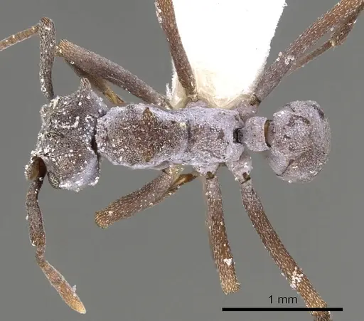 Cyphomyrmex cornutus specimen CASENT0901674 image casent0901674_1