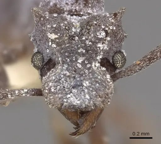 Cyphomyrmex cornutus specimen CASENT0901674 image casent0901674_2