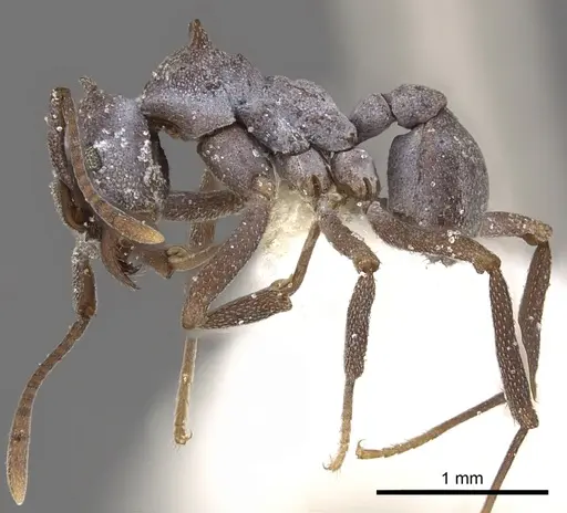 Cyphomyrmex cornutus specimen CASENT0901674 image casent0901674_3