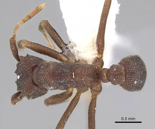 Cyphomyrmex cornutus specimen CASENT0922120 image casent0922120_1