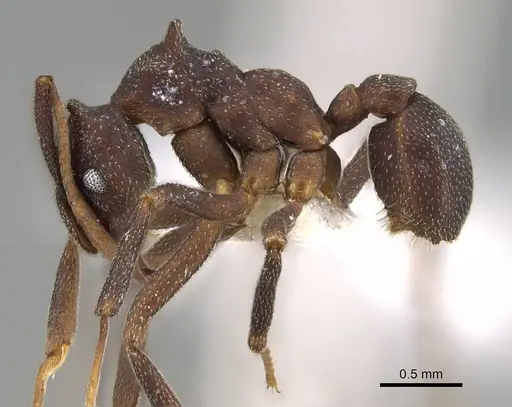 Cyphomyrmex cornutus specimen CASENT0922120 image casent0922120_3