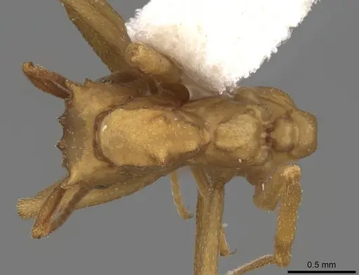 Cyphomyrmex cornutus specimen CASENT0923103 image casent0923103_1