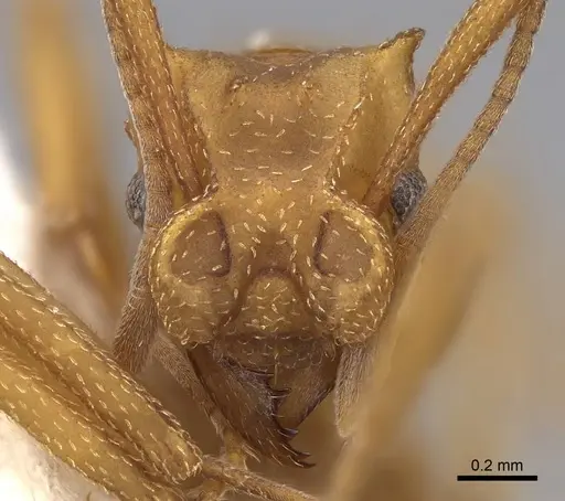 Cyphomyrmex cornutus specimen CASENT0923103 image casent0923103_2