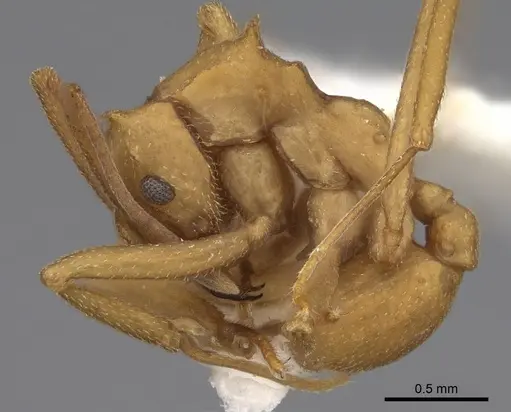 Cyphomyrmex cornutus specimen CASENT0923103 image casent0923103_3