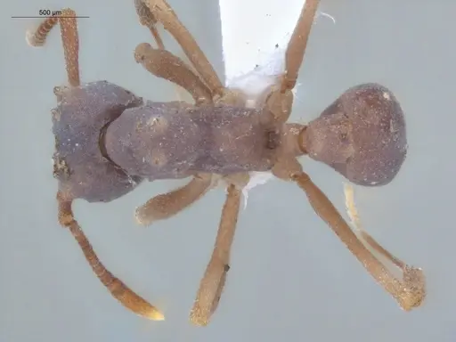 Cyphomyrmex cornutus specimen ECOFOG-MI15-0090-41 image ecofog-mi15-0090-41_1