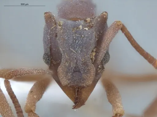 Cyphomyrmex cornutus specimen ECOFOG-MI15-0090-41 image ecofog-mi15-0090-41_2
