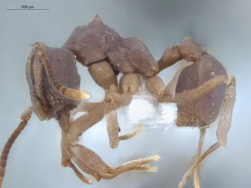 Cyphomyrmex cornutus specimen ECOFOG-MI15-0090-41 image ecofog-mi15-0090-41_3