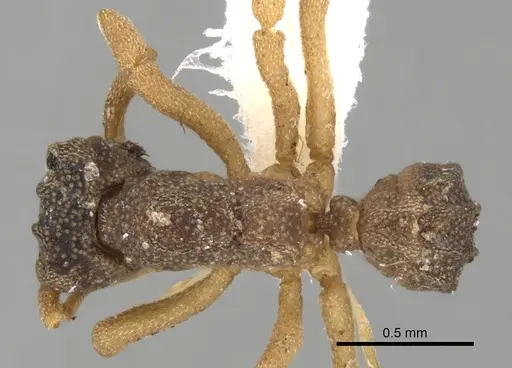 Cyphomyrmex costatus specimen CASENT0281765 image casent0281765_1