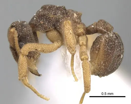 Cyphomyrmex costatus specimen CASENT0281765 image casent0281765_3