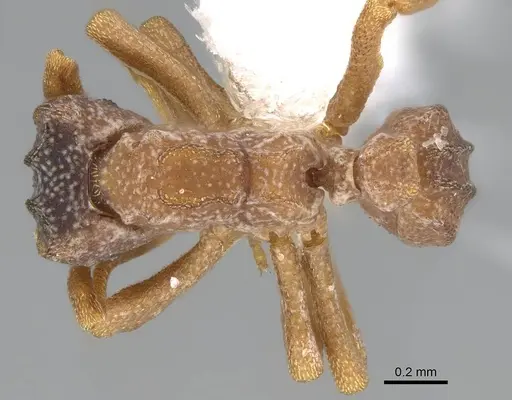Cyphomyrmex costatus specimen CASENT0922118 image casent0922118_1