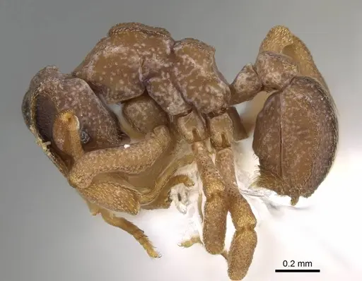 Cyphomyrmex costatus specimen CASENT0922118 image casent0922118_3