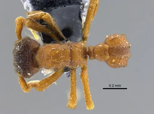 Cyphomyrmex costatus specimen CBUMAGENT41998 image cbumagent41998_1