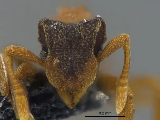 Cyphomyrmex costatus specimen CBUMAGENT41998 image cbumagent41998_2