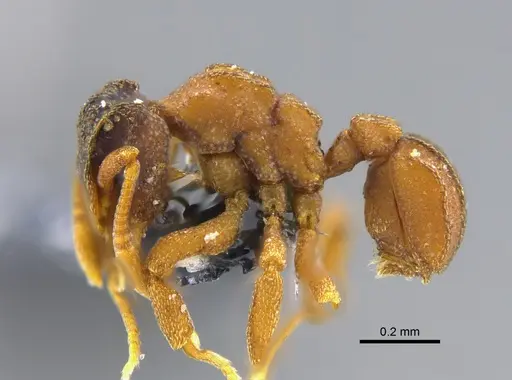 Cyphomyrmex costatus specimen CBUMAGENT41998 image cbumagent41998_3