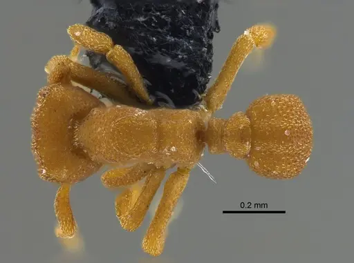 Cyphomyrmex costatus specimen CBUMAGENT42005 image cbumagent42005_1