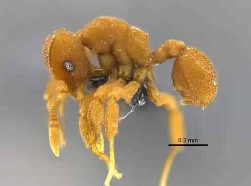 Cyphomyrmex costatus specimen CBUMAGENT42005 image cbumagent42005_3