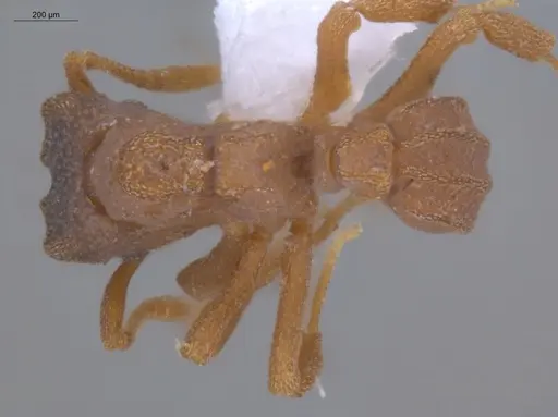 Cyphomyrmex costatus specimen ECOFOG-KOT23-0350-05 image ecofog-kot23-0350-05_1