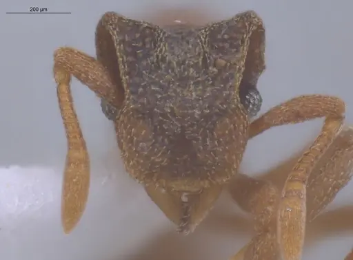 Cyphomyrmex costatus specimen ECOFOG-KOT23-0350-05 image ecofog-kot23-0350-05_2