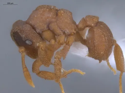 Cyphomyrmex costatus specimen ECOFOG-KOT23-0350-05 image ecofog-kot23-0350-05_3