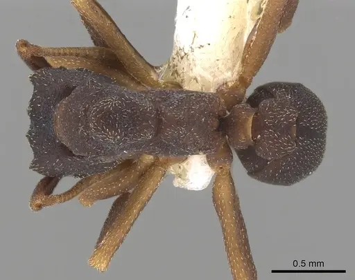 Cyphomyrmex dixus specimen CASENT0901670 image casent0901670_1