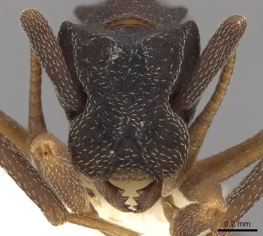 Cyphomyrmex dixus specimen CASENT0901670 image casent0901670_2