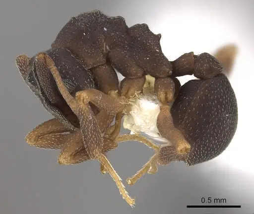 Cyphomyrmex dixus specimen CASENT0901670 image casent0901670_3