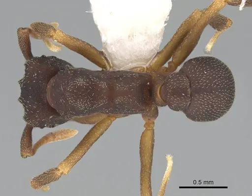 Cyphomyrmex dixus specimen CASENT0922126 image casent0922126_1