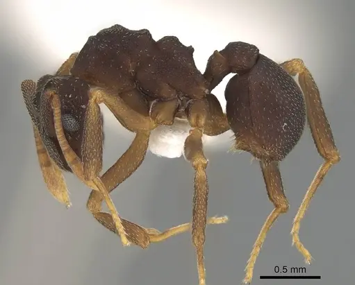 Cyphomyrmex dixus specimen CASENT0922126 image casent0922126_3