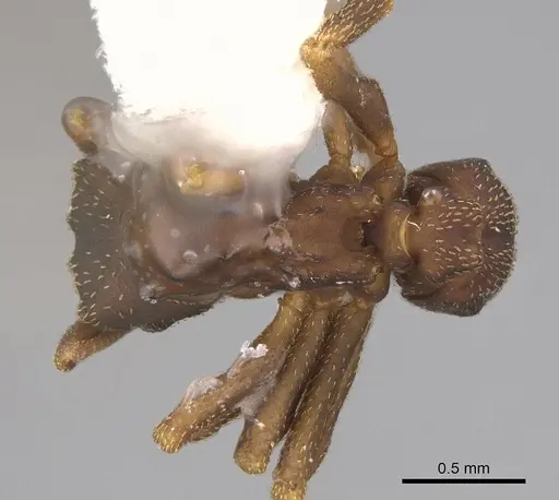 Cyphomyrmex dixus specimen CASENT0923109 image casent0923109_1