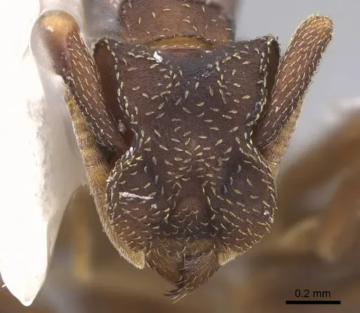 Cyphomyrmex dixus specimen CASENT0923109 image casent0923109_2