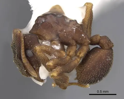 Cyphomyrmex dixus specimen CASENT0923109 image casent0923109_3