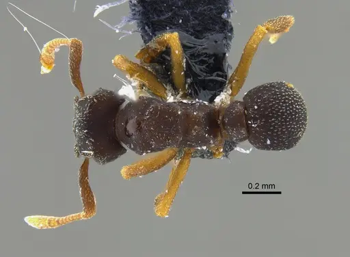 Cyphomyrmex dixus specimen CBUMAGENT42003 image cbumagent42003_1