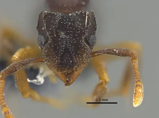 Cyphomyrmex dixus specimen CBUMAGENT42003 image cbumagent42003_2