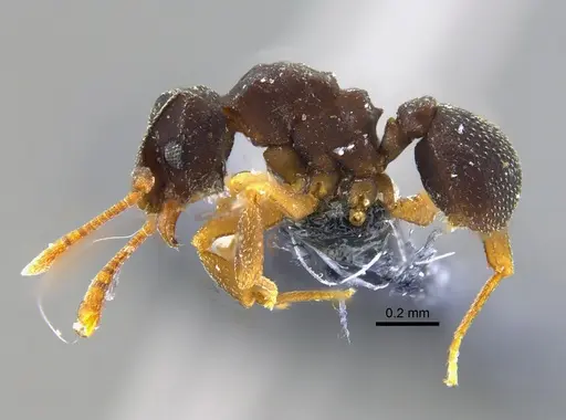 Cyphomyrmex dixus specimen CBUMAGENT42003 image cbumagent42003_3