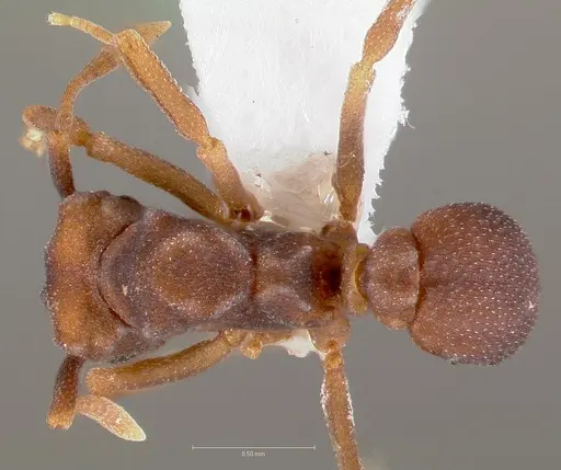 Cyphomyrmex flavidus specimen CASENT0005663 image casent0005663_1