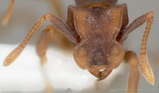 Cyphomyrmex flavidus specimen CASENT0005663 image casent0005663_2