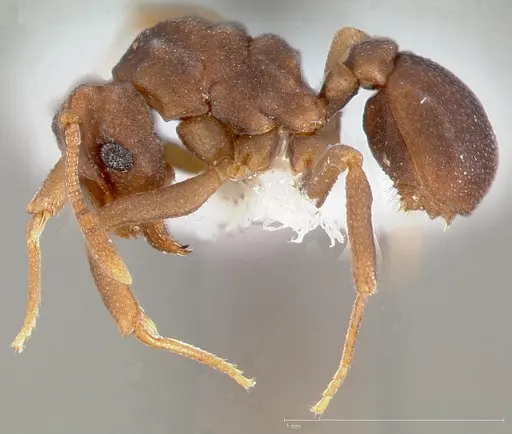 Cyphomyrmex flavidus specimen CASENT0005663 image casent0005663_3