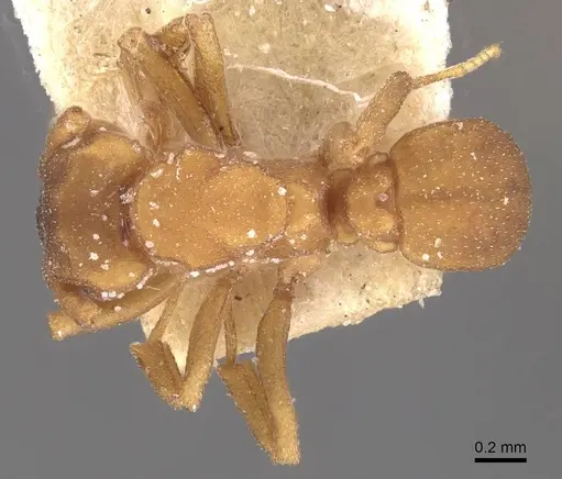Cyphomyrmex flavidus specimen CASENT0909381 image casent0909381_1