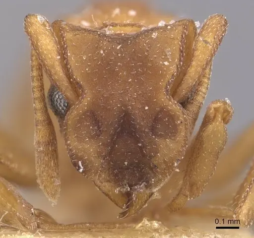 Cyphomyrmex flavidus specimen CASENT0909381 image casent0909381_2
