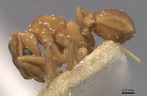 Cyphomyrmex flavidus specimen CASENT0909381 image casent0909381_3