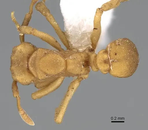 Cyphomyrmex flavidus specimen CASENT0922121 image casent0922121_1