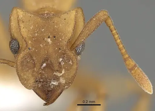 Cyphomyrmex flavidus specimen CASENT0922121 image casent0922121_2